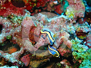 Closeup photo of two blue and yellow Philippines nudibranchs sea slugs in wildlife on the colorful coral background.