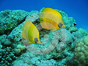 Closeup photo of two butterfly fishes .They are among the coral in wildlife.