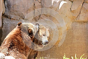 A closeup photo of two large brown bears, or grizzly bears, or Ursus arctos horribilis, fighting or playing with each other