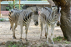 Closeup photo of two zebra