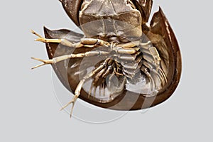 Closeup photo of underside of horseshoe crab with legs and claws