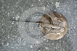Closeup photo of upper part of horseshoe crab with long tail