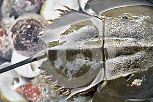 Closeup photo of upper part of horseshoe crab with long tail