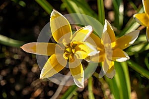 Closeup photo of a vibrant yellow turkestan tulip with white petals