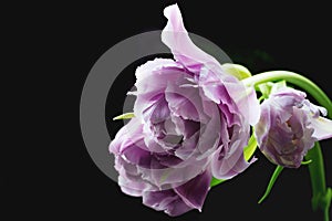 Closeup photo of violet tulip, abstract floral background. Spring time nature detail. Lilac tulip on a black background