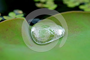 Closeup Photo of a Water Drop on the Lotus Leaf