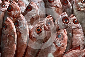 Closeup photo of wet fresh red fishes which lying on each other