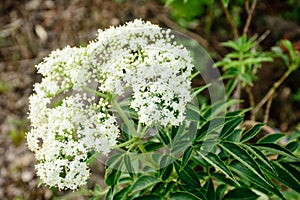 closeup photo of white flower valerian