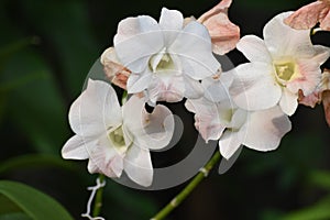 Closeup photo of  white orchids in Thailand