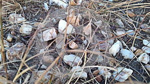 Closeup photo of white pebbles and rocks under dry grass blades on sandy ground