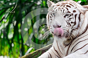 A closeup photo of a white tiger or bengal tiger while staring s