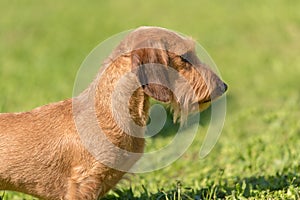 Closeup photo of a wire-haired dachshund