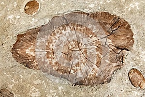 Closeup Photo of Wood Slice Pathway