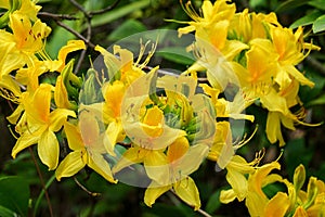 Closeup photo of Yellow Azalea flower, latin name Rhododendron Luteum, in full blossom,