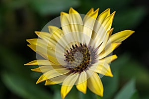 Closeup photo of yellow daisy.