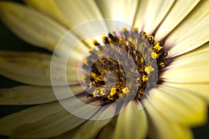 Closeup photo of yellow daisy.