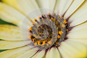 Closeup photo of yellow daisy.