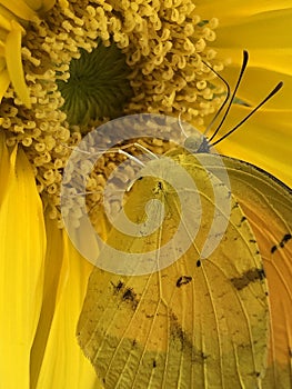 Closeup photo of a yellow flower and butterfly.