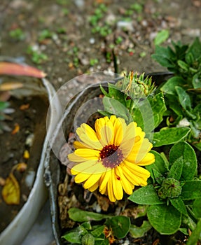 Closeup photo of yellow flowers in the garden, isolated. Partiality Blurred background photo