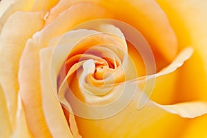 Closeup photo of a yellow rose