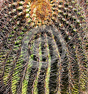 Closeup photograph of a barrel cactus