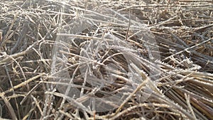 A closeup photograph of beige colored cut seeded tops grass blades lying on the ground covered in frosted ice crystals