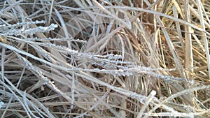 A closeup photograph of beige colored cut seeded tops grass blades lying on the ground covered in frosted ice crystals