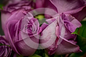 Bouquet of Purple Roses