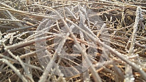A closeup photograph of beige colored cut seeded tops grass blades lying on the ground covered in frosted ice crystals