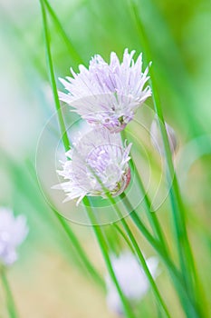 Chives, nature. flower, vertical
