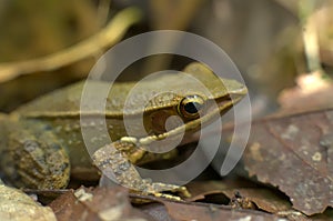 A closeup photograph of a frog sitting on dry leaves on forest floor, Karnataka, India.