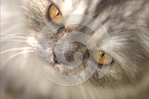 A closeup photograph of a grey Persian cat from top angle. photo
