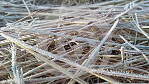 A closeup photograph of ice crystals on blades of grass