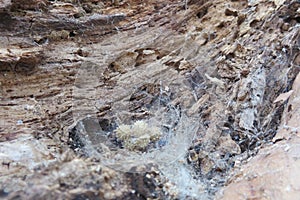 A closeup photograph of spider egg sacs covered with a spiderweb on a rotten dead tree trunk