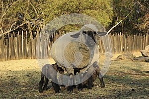 A closeup photograph of twin new born lambs drinking from the Ewe sheep