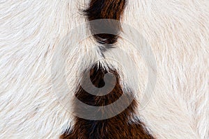 Closeup photography of hairy cream cowhide with brown pattern