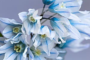Closeup photography of pretty pale blue glory of the snow flowers in bloom