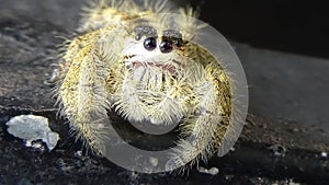 Closeup photos of mini spider animal
