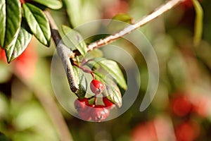 Closeup photos of a red berries