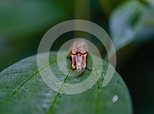 Closeup of Photuris bug on a leaf,  firefly