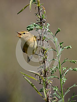 Closeup of Phylloscopus trochilus bird perching on plant stem isolated in blurred background