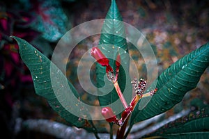 Closeup of physic nut flowers and leaves against a blurred background