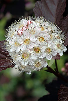 Closeup of Physocarpus opulifolius \'Diablo\' blooms