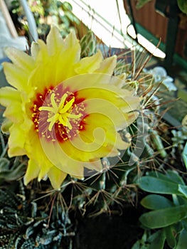 A closeup pic of colorful yellow spontaneous cactus plant flower in bloom in a terrace garden
