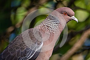 Closeup of a Picazuro pigeon (Patagioenas picazuro)