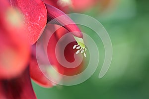 Closeup picture of America Deigo Cockspur Coral Tree photo