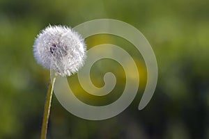 Closeup picture of beautiful overblown white puffy flower dandelion with tiny black seeds standing alone on high stem on blurred