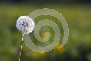 Closeup picture of beautiful overblown white puffy flower dandelion with tiny black seeds standing alone on high stem on blurred