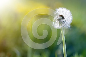 Closeup picture of beautiful overblown white puffy flower dandelion with tiny black seeds standing alone on high stem on blurred