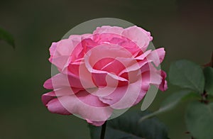 Closeup picture of a beautiful pink rose outdoor